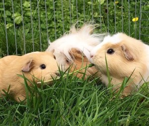 Squidgypigs - safe fun in the sun. Squidgypigs - safe fun in the sun.