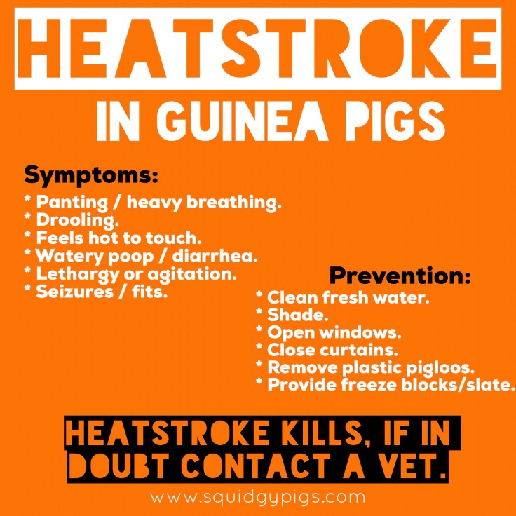Squidgypigs - Heatstroke in Guinea Pigs