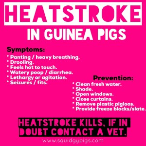 Squidgypigs - Heatstroke in Guinea Pigs