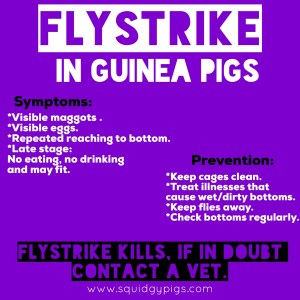 Flystrike in Guinea Pigs