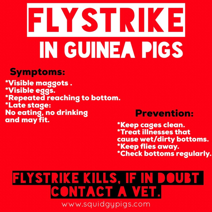 Flystrike in Guinea Pigs