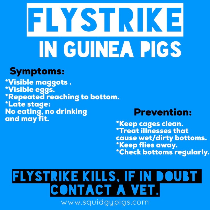 Flystrike in Guinea Pigs