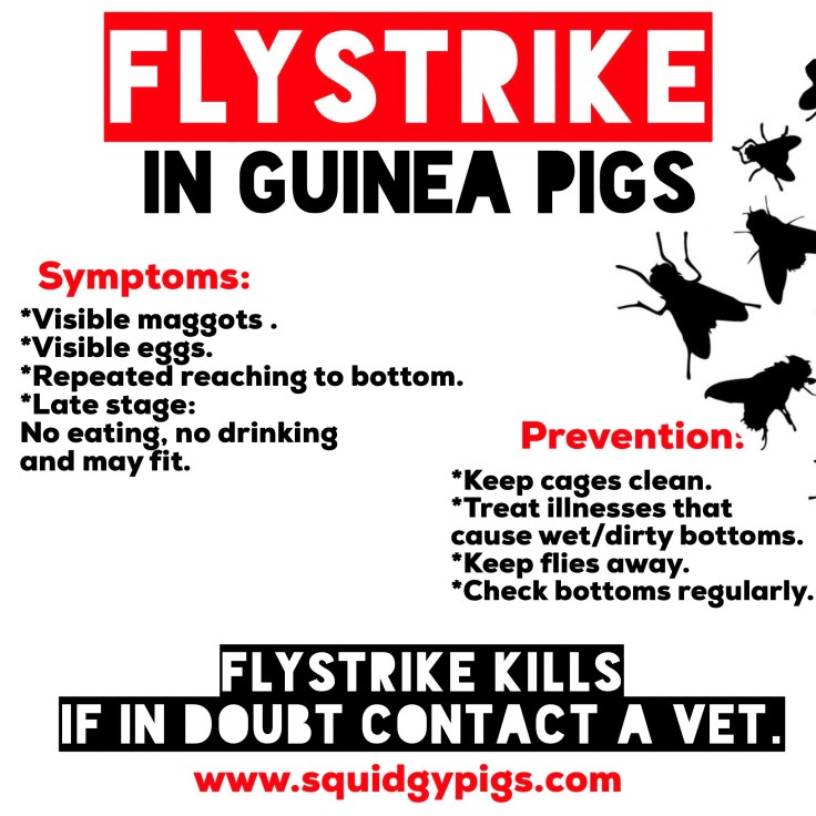 Flystrike in guineapigs 