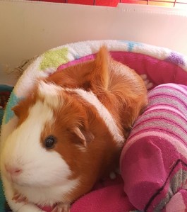 Lola keeps cool by cuddling a frozen bottle in a sock!