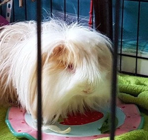 Dave had a bath and a new hair cut to keep the heat off him.