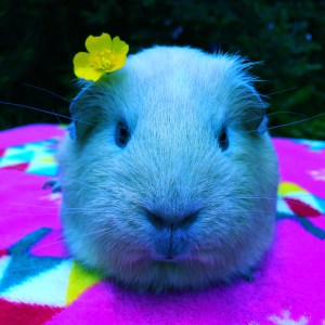 Squidgypigs - Marilyn says Blondes have far more fun... Squidgypigs - Marilyn says Blondes have far more fun...