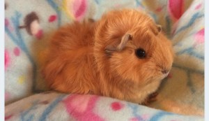 Squidgypigs - Babies are cute... Squidgypigs - Babies are cute...