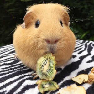 Squidgypigs - Slincypig and his Fruit Salad