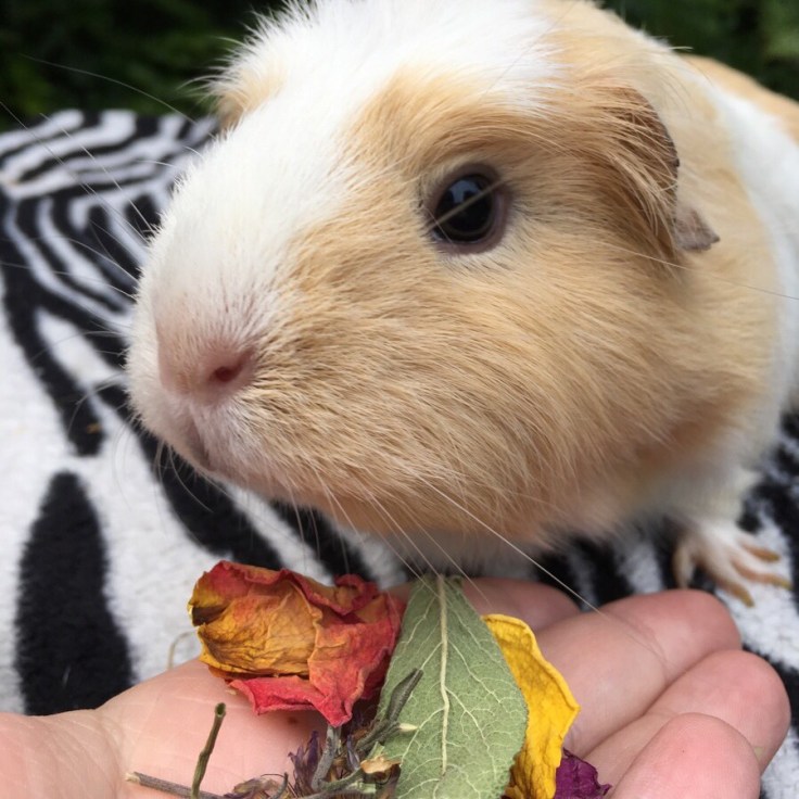Miley loving some Mr Mcgregor's Garden
