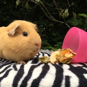 Squidgypigs - Binky and Wheeks Fruit Salad Review