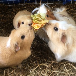 Get the whole family involved.