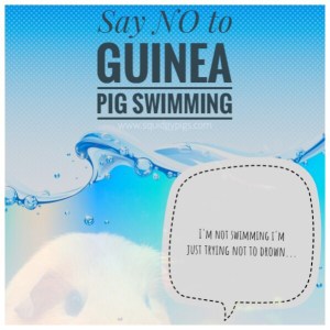 Can Guinea Pigs Swim?