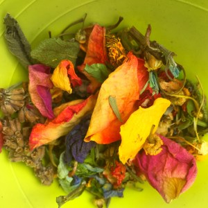 Squidgypigs - Binky and Wheeks Macgregor's Garden