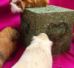 I Love Hay Cube - Ethel proves you don't have to be big to have fun...