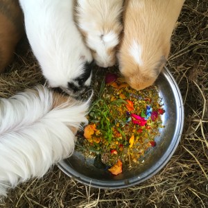 Squidgypigs - McGregor's Garden