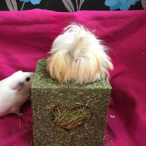 Blondie; Guinea Pig Adventurer