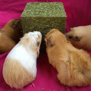 Morag, Miley, Zelah and Marilyn