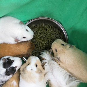 The Squidgypigs LOVE Meadow Menu