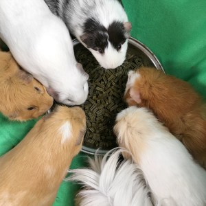 Rosewood Meadow Menu for Guinea Pigs