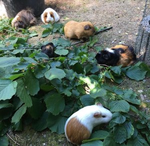 A small piggy herd munches a leafy snack in the shade.