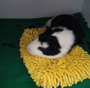 Ollie's glove has a free pad for the coolest of cuddles.