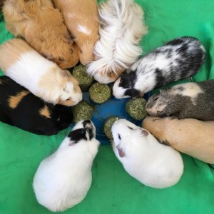 Squidgypigs love Meadow Hay Cookies 