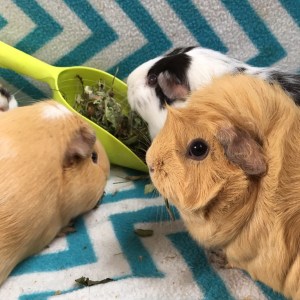 Britney, Rhona and Zelah munching their Binky and Wheeks Meadow Mix