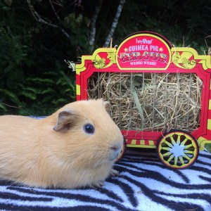 Haypigs Wheek Wagon Review