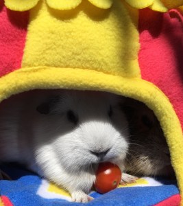 Princess Bagel-Baby and Doughnut (and a tomato)