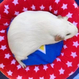 Haypigs! Piggy Crash Mat Review 