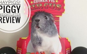 Piggy Weightlifter Piggy Weightlifter