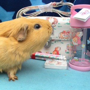 Lots of different goodies