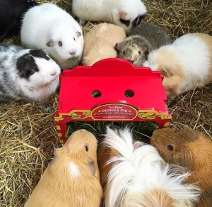 Haypigs! Wheek Wagon Hayrack 