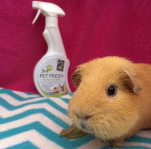 Pet and Child Friendly