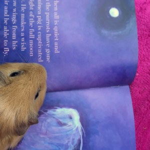 Everyone loves a fairytale 