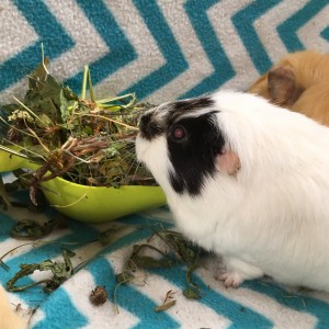 Football enjoying Meadow Mix