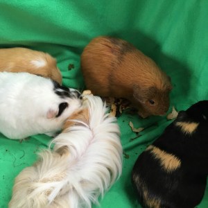 Squidgypigs Binky and Wheeks Hedgerow Harvest Review 