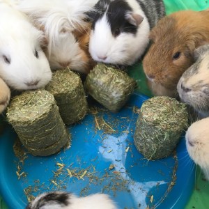 The whole herd enjoys Meadow Hay Cookies 
