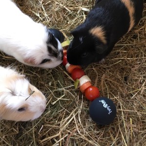 Just some ladies, eating some lunch, lifting some weights...