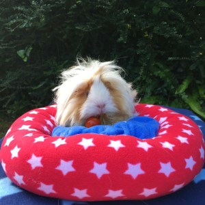 Blondie - The pickiest pig 