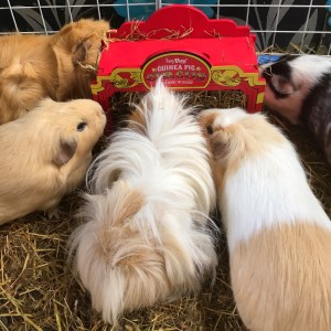 Haypigs! Wheek Wagon Testers