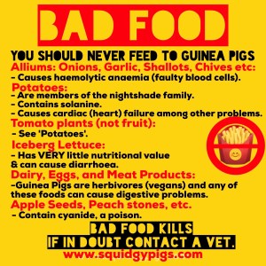 Bad Food for Guinea Pigs