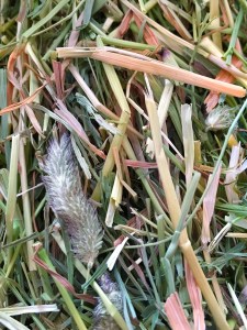 Newhay Timothy Feeding Hay - I wish you could smell this...