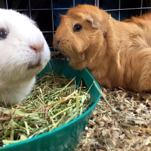 They may love it so much that they lay down in it.