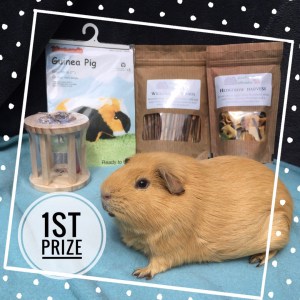 #squidgypigaway1 1st prize #squidgypigaway1 1st prize