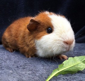 Lady Chicken-Glitter