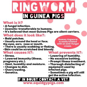 Ringworm in Guinea Pigs
