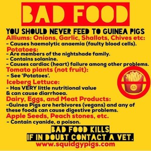 Bad Food for Guinea Pigs