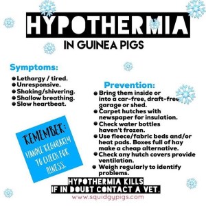 Hypothermia in Guinea Pigs