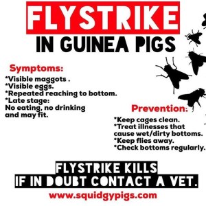 Flystrike in Guinea Pigs
